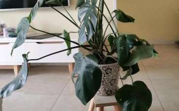 龟背竹散的太开了 怎么办 图片