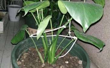 龟背竹到底能不能晒 多少光照 图片