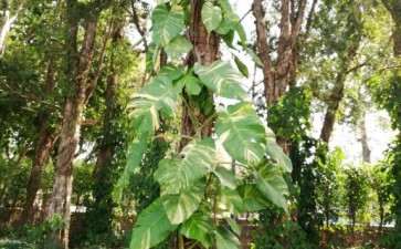 像龟背竹 又像金钻 什么植物 图片