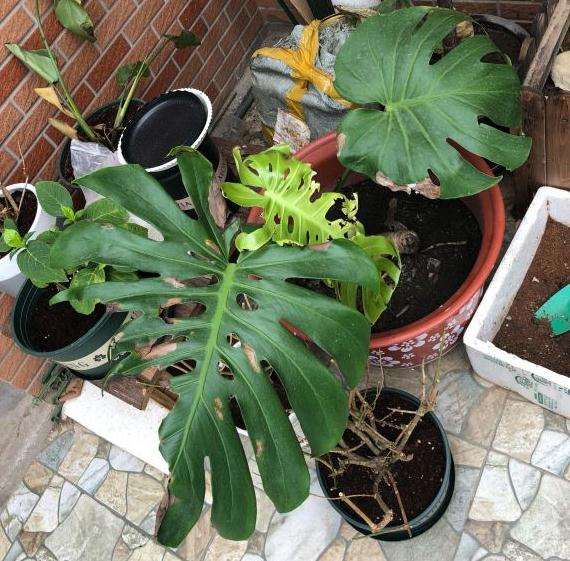 为什么龟背竹叶子 这样子