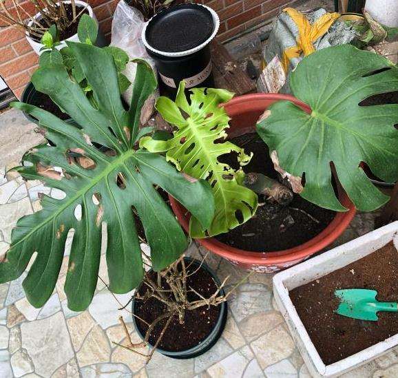 为什么龟背竹叶子 这样子