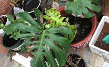 为什么龟背竹叶子 这样子  根有问题吗