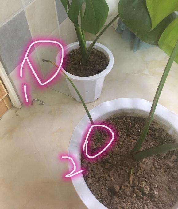 龟背竹老叶枯萎了