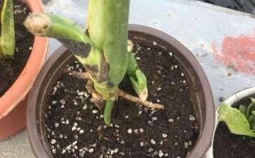 龟背竹什么时候能长新叶啊 图片