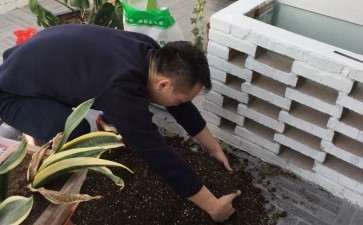 龟背竹洗根换盆能活吗 不留土 图片