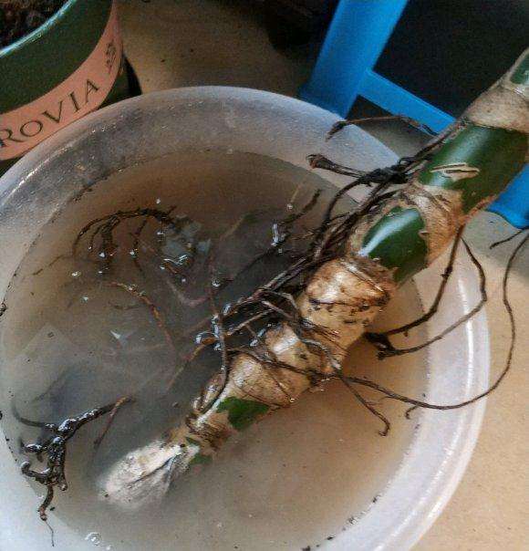 根系健康的龟背竹可以直接上盆吗