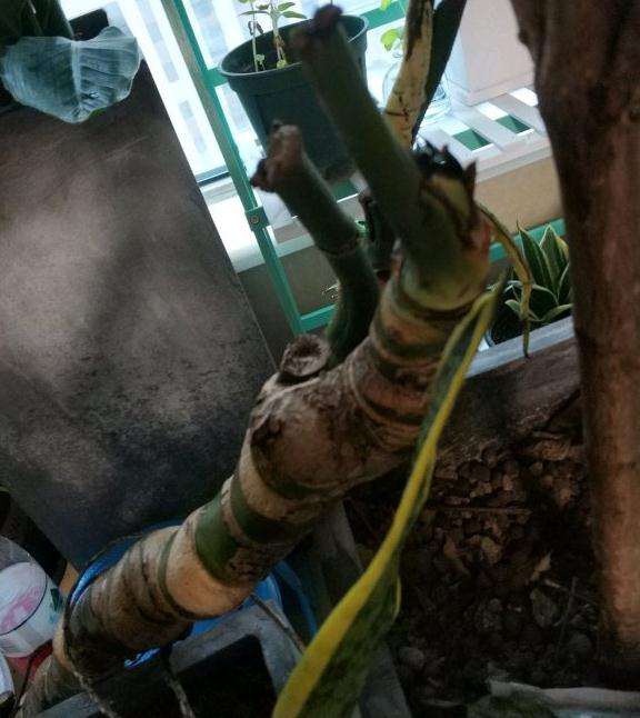 根系健康的龟背竹可以直接上盆吗