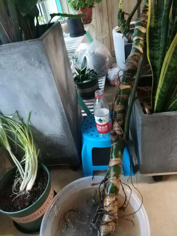 根系健康的龟背竹可以直接上盆吗