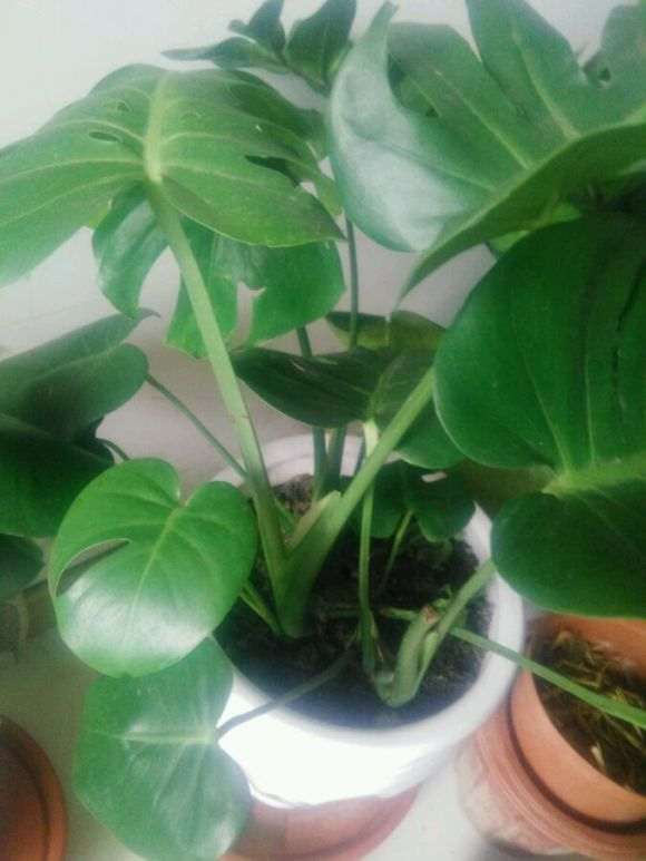 龟背竹怎么不长新叶子呢 图片