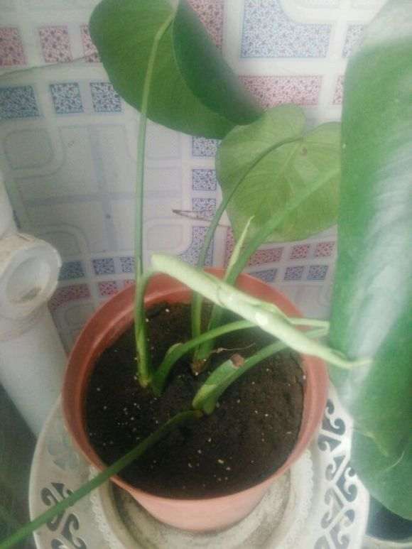 龟背竹怎么不长新叶子呢