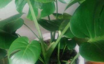 龟背竹怎么不长新叶子呢 图片