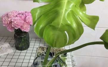 龟背竹 这样水培能生根吗 图片