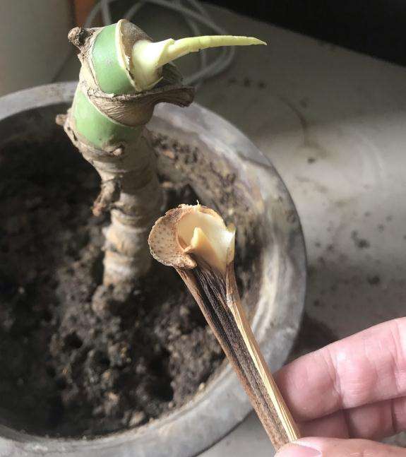 龟背竹的大叶 碰断了 怎么办 图片