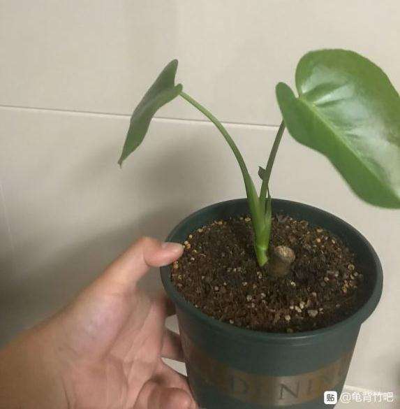 原先的龟背竹叶子怎么修剪