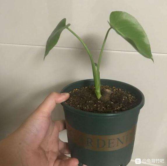 原先的龟背竹叶子怎么修剪