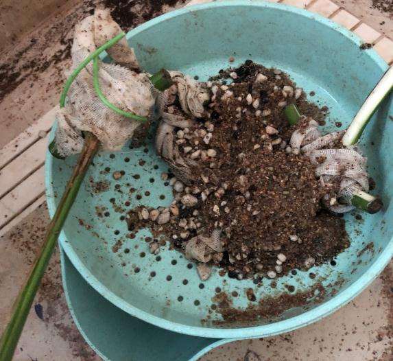 白锦龟背竹断枝怎么分株繁殖的方法