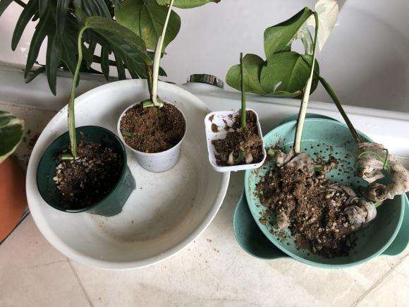 白锦龟背竹断枝怎么分株繁殖的方法