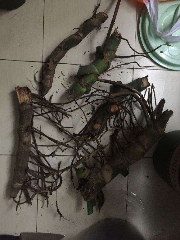 龟背竹的气生根需要砍掉吗