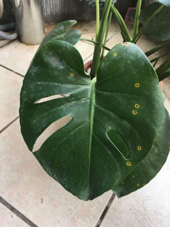 龟背竹出现黄斑