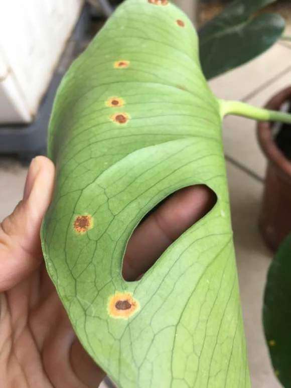 龟背竹出现黄斑