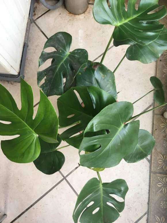 龟背竹出现黄斑