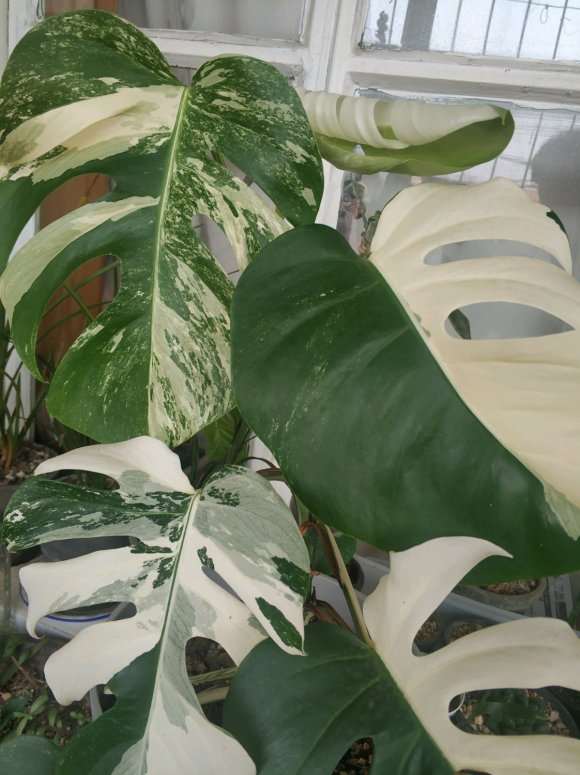 为什么白锦龟背竹叶子是花叶锦