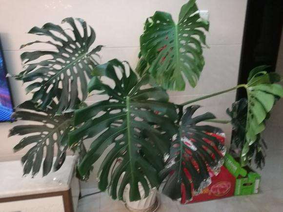 龟背竹炭疽怎么修剪黑斑