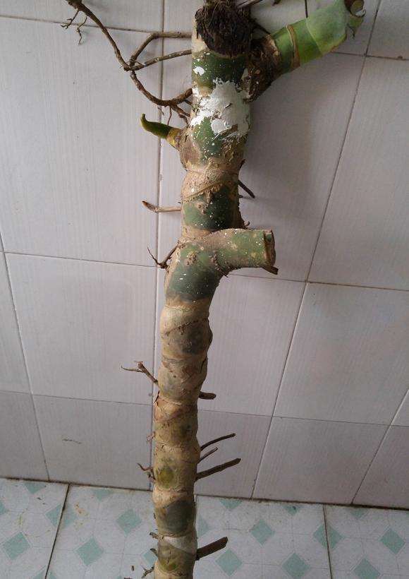 真正的龟背竹老根砍回来了