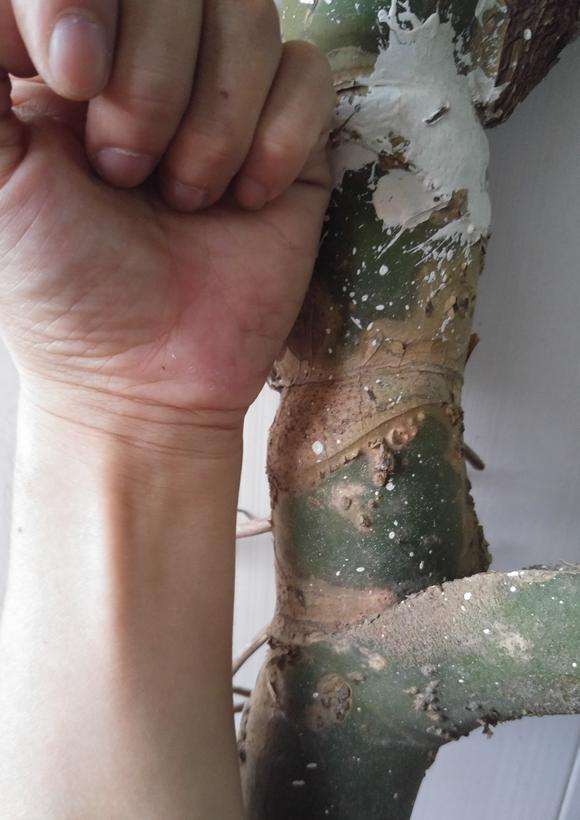 真正的龟背竹老根砍回来了