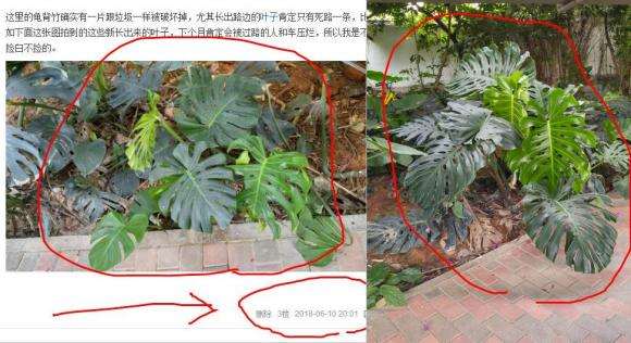 真正的龟背竹老根砍回来了