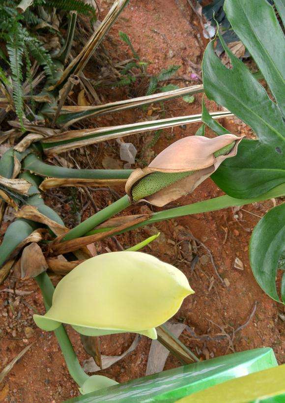 真正的龟背竹老根砍回来了