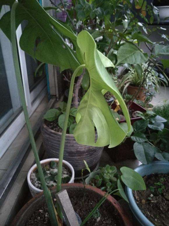 为什么龟背竹叶子 往里弯的很厉害