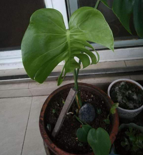 为什么龟背竹叶子 往里弯的很厉害