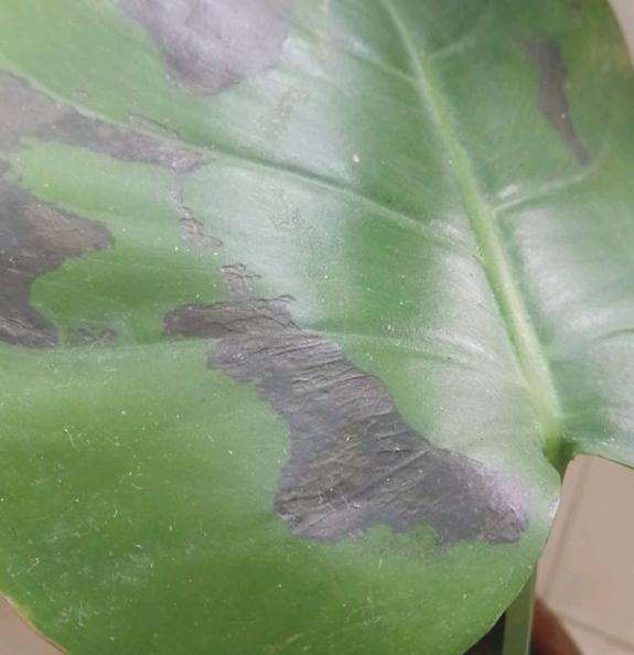 龟背竹叶子中间发黑是怎么回事