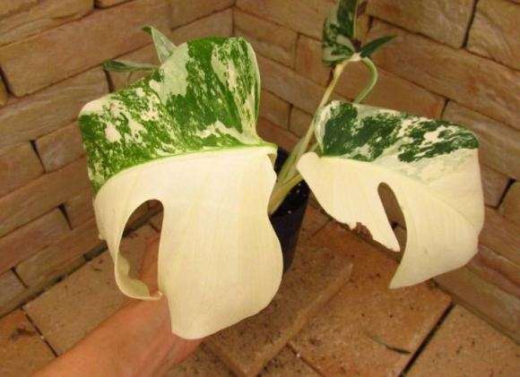 龟背竹能养在室外露台吗