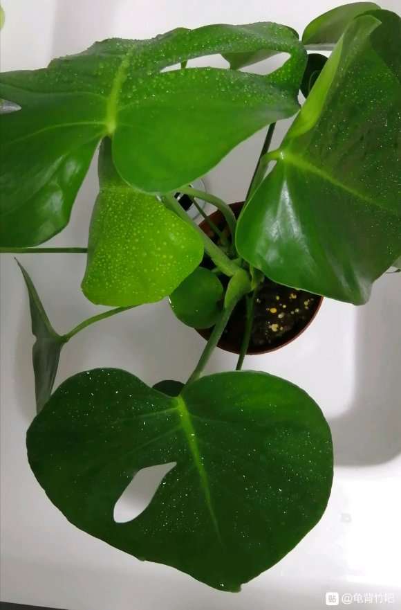 龟背竹是要每天都喷水吗