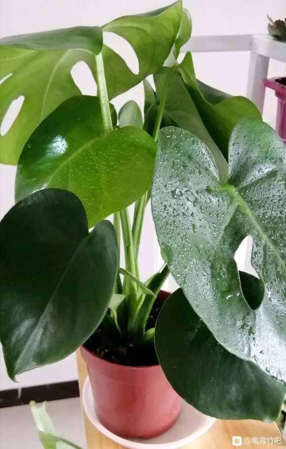 龟背竹是要每天都喷水吗