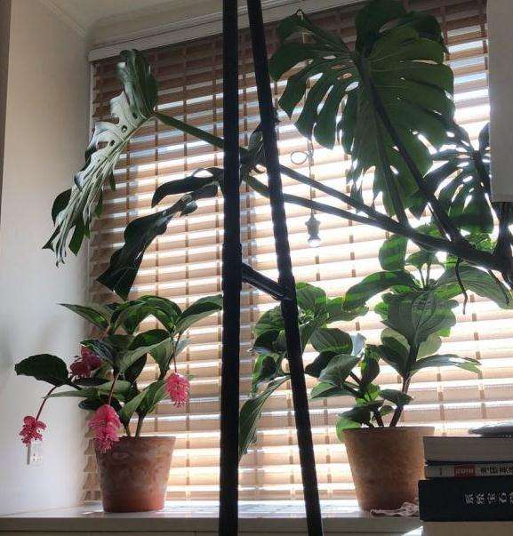 怎么能让龟背竹长新芽啊