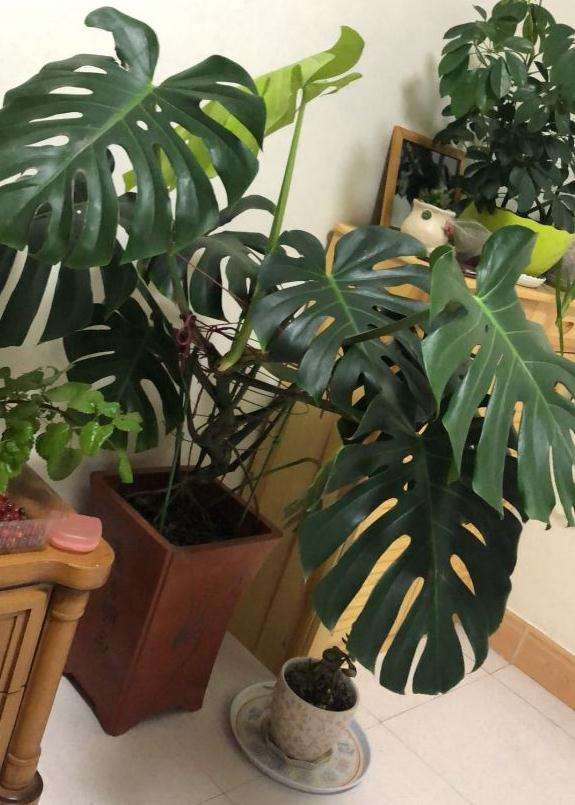 龟背竹长歪了 而且太大 怎么办