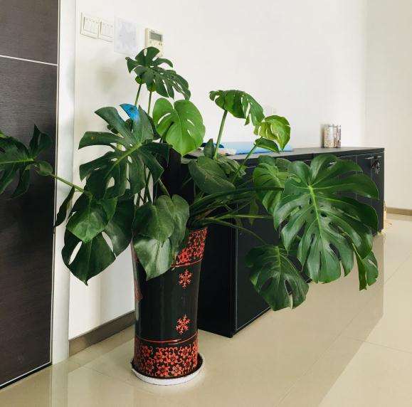 为什么龟背竹半年施肥一次