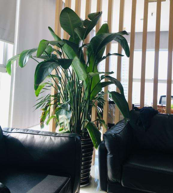 为什么龟背竹半年施肥一次