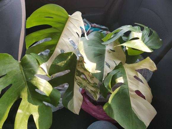 为什么花叶龟背竹是阴阳锦