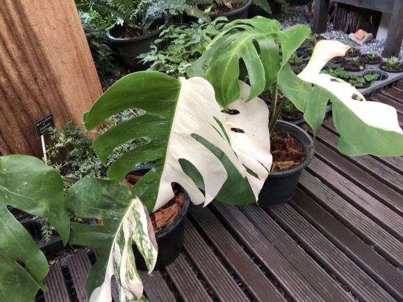 为什么花叶龟背竹是阴阳锦