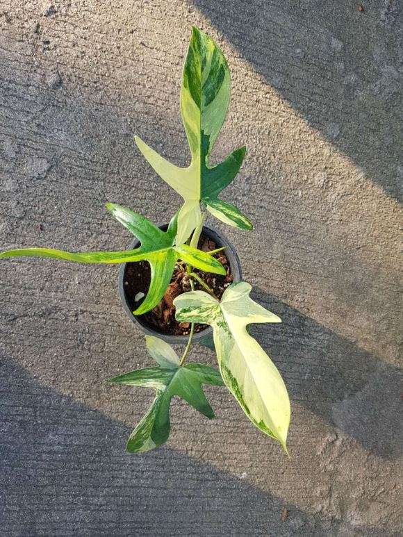 为什么花叶龟背竹是阴阳锦