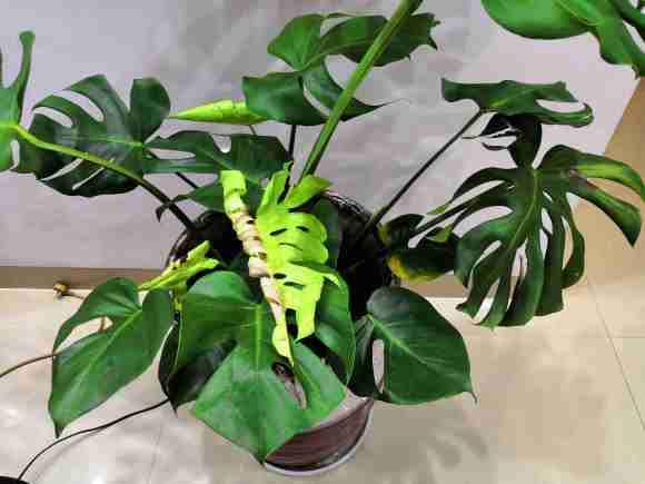 龟背竹的新叶子变黄枯萎