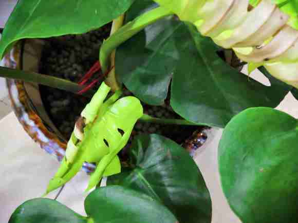 龟背竹的新叶子变黄枯萎