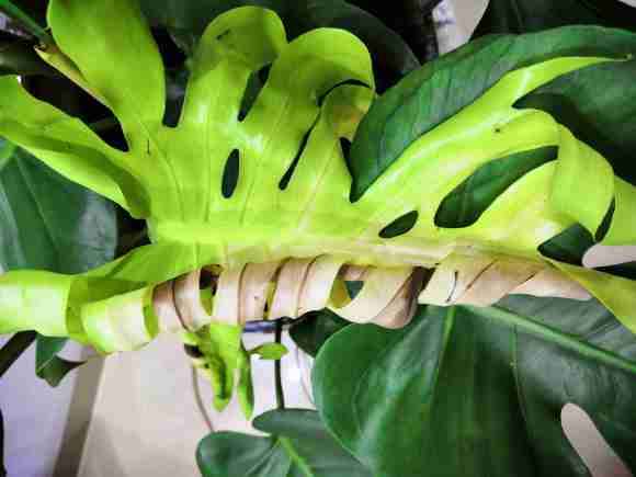 龟背竹的新叶子变黄枯萎