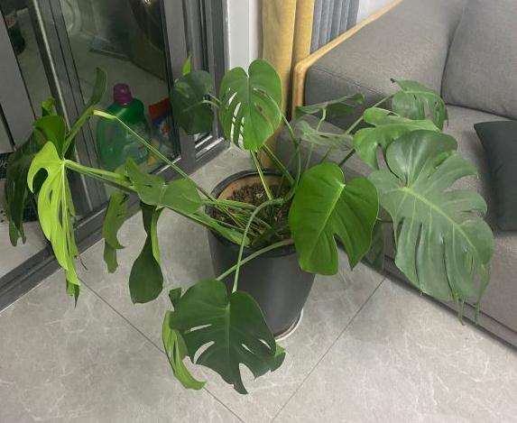 龟背竹长的乱七八糟