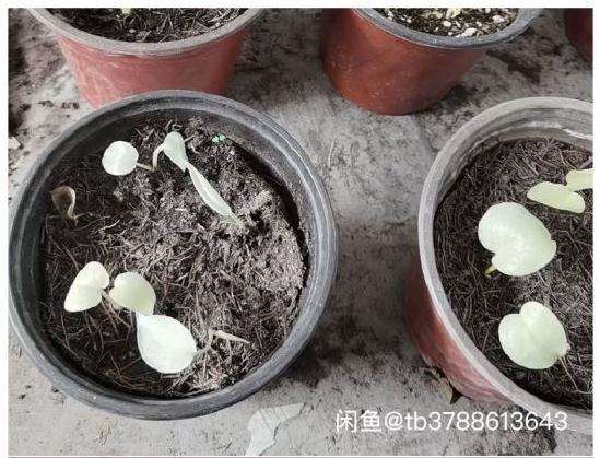 龟背竹会像多肉那样有药锦吗