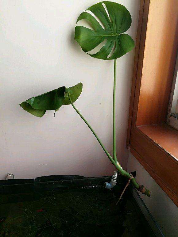 水培龟背竹1个月 气根的变化过程